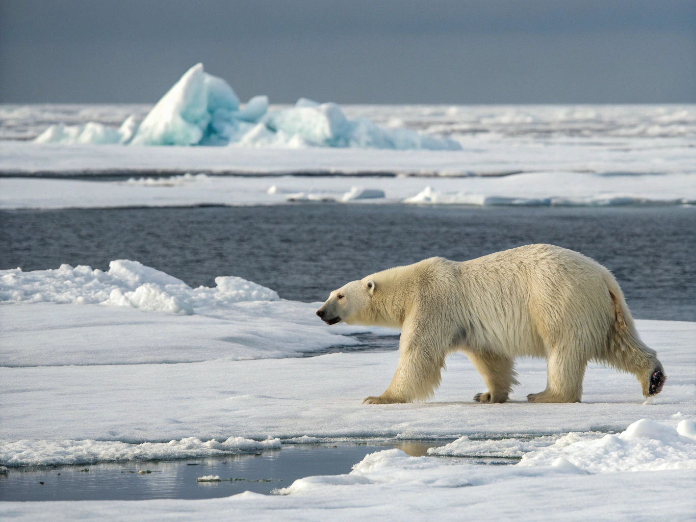 Majestic polar bear in the Arctic wilderness